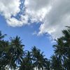 anakanakgacor