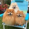 ThePomPomPack🐾