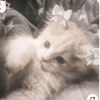 mintabia_3