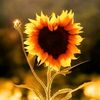 nazia_xx_