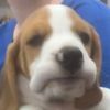 grumpydog96