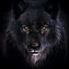 blackwolf2020
