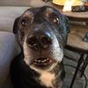 ripleyolddog11
