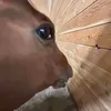 mikunikonikomiku
