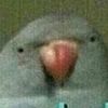 derpybirbi