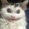 gueisgerrre