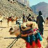 mohmadararh2