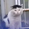 bom_ba_cang
