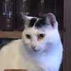 gentlyweepsmp3