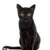 lagatanegra_6