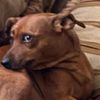 doggyhub