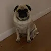 hufflebuttstuff