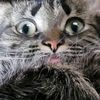 jackaloops