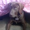 ilovedogs_112750
