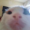 cats.eat.rocks