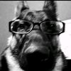 yeetusdoggus