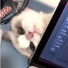 appprnii
