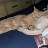 catmama4amazingboys