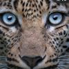 mi.espiritu.animal