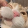 baedeniscute