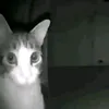 memepmew