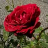 selina_087