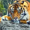 tiger_92_86