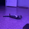 thewaylan