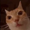 stariin_cat