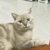 _meogimap