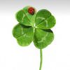 🍀 𝓒𝓵𝓸𝓿𝓮𝓻 🍀