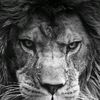 icat444