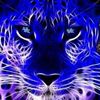 xavtiger88