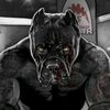 pit_bull_666666