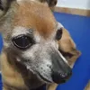 pepetkkj