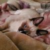 wittlekitsune