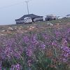 shmri12345678