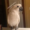 snoweethecockatoo