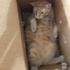 boxcat420