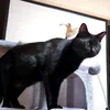 nekonekohina
