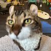 bimmyjimmycat