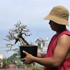 havinhtruong