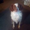 winchestercane