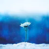 thuhoa_f