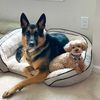 Moose and Lulus