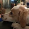snoopymoops