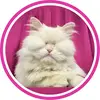 moetblindcat