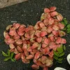 l.xuandoan