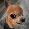 phtt1125