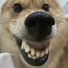 dduog4